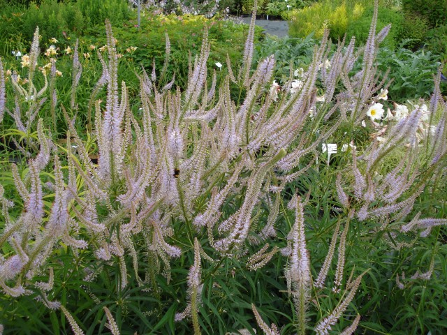 Veronicastrum virginicum 'Lavendelturm'